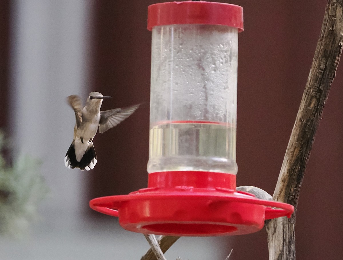 Black-chinned Hummingbird - ML619279645