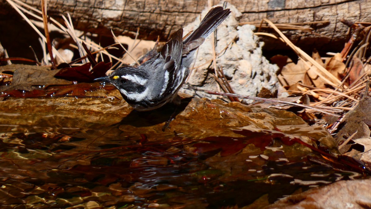 Black-throated Gray Warbler - ML619279652