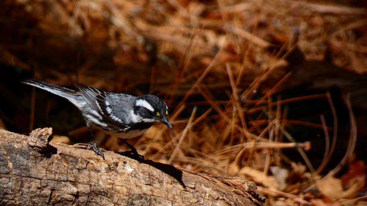 Black-throated Gray Warbler - ML619279653