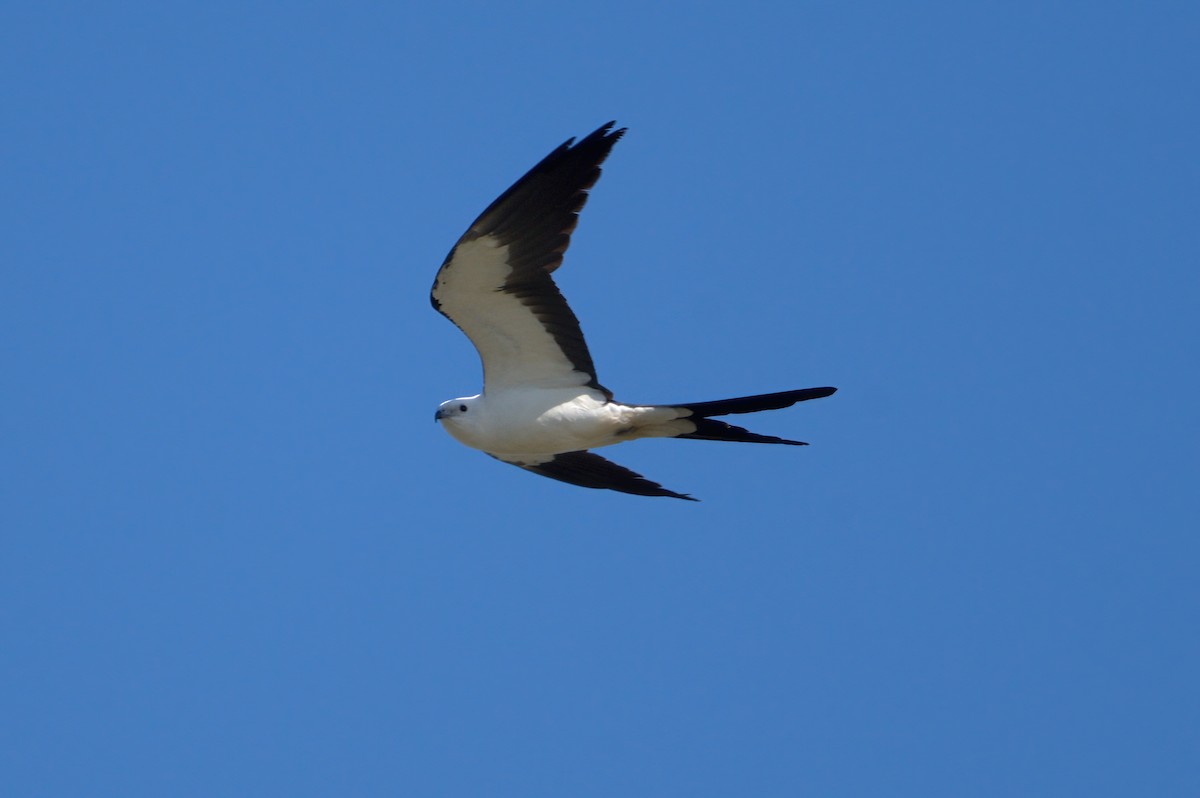 Swallow-tailed Kite - ML619279657