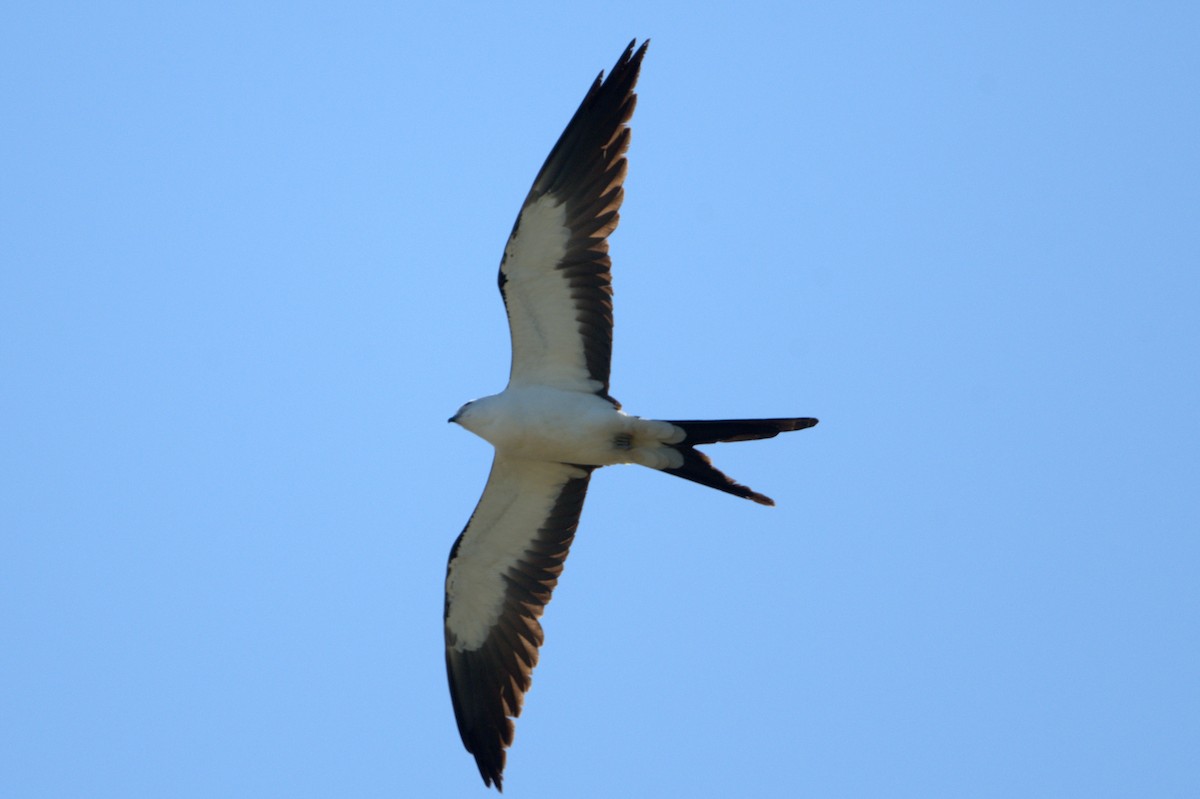 Swallow-tailed Kite - ML619279658