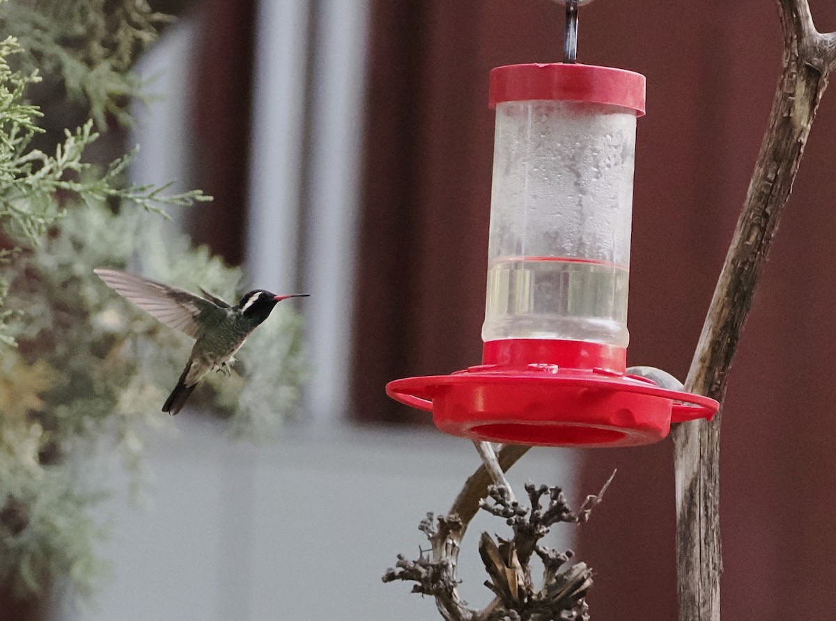 kolibřík bělouchý - ML619279694