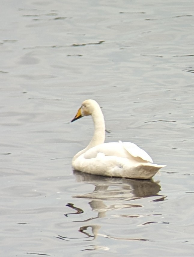 Whooper Swan - ML619279752