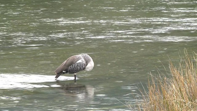 Upland Goose (Bar-breasted) - ML619279761