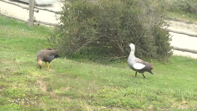 Upland Goose (Bar-breasted) - ML619279770