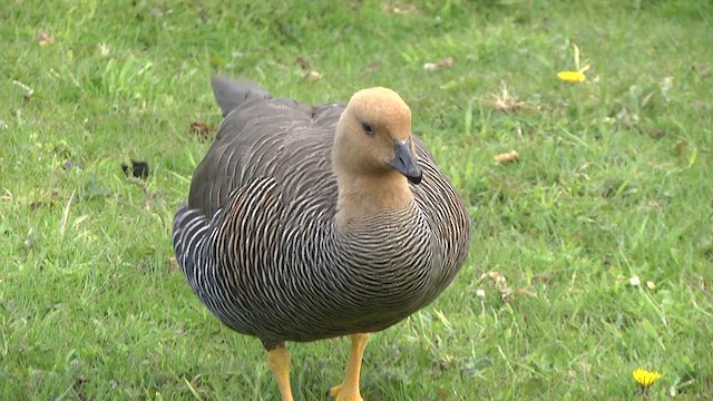 Upland Goose (Bar-breasted) - ML619279784