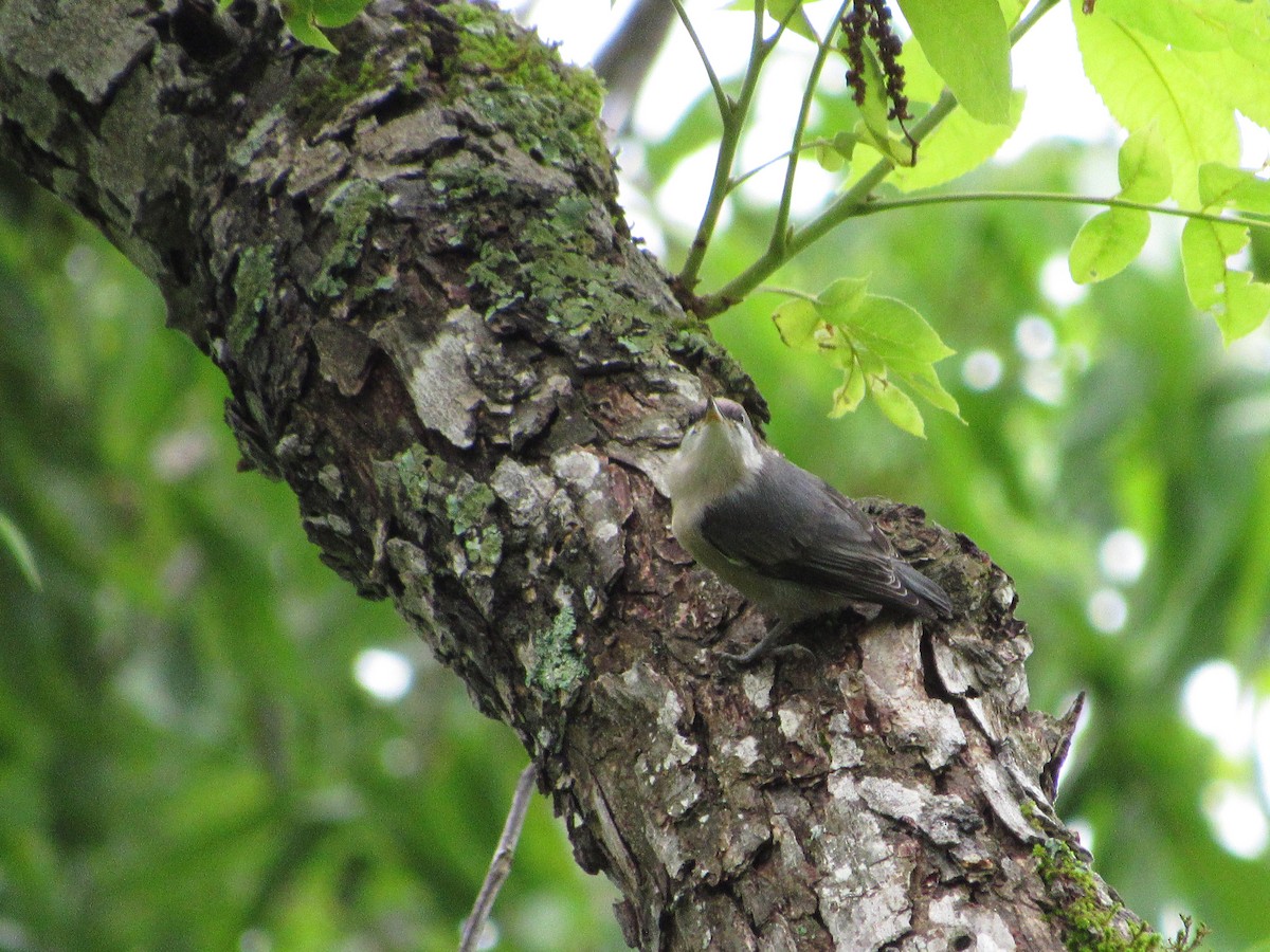 Brown-headed Nuthatch - ML619279785
