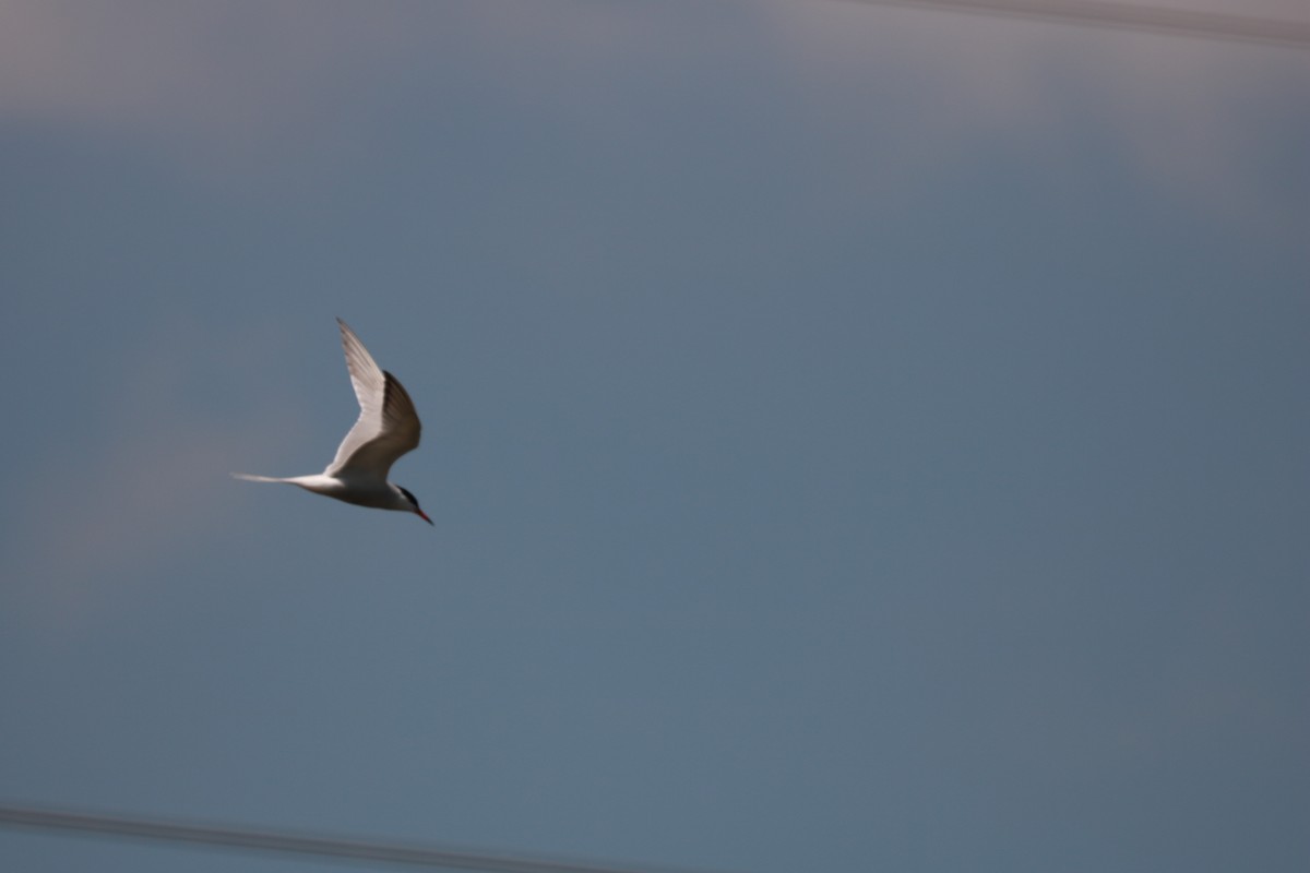 Common Tern - ML619279790