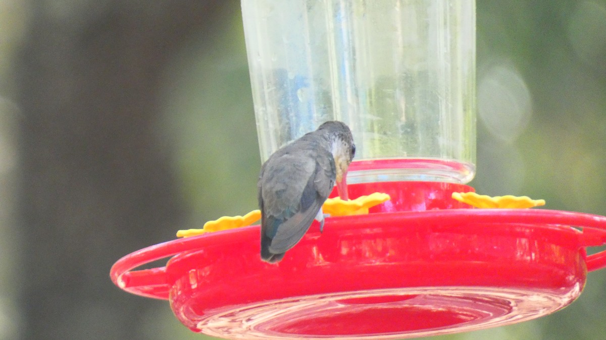 Violet-crowned Hummingbird - ML619279799