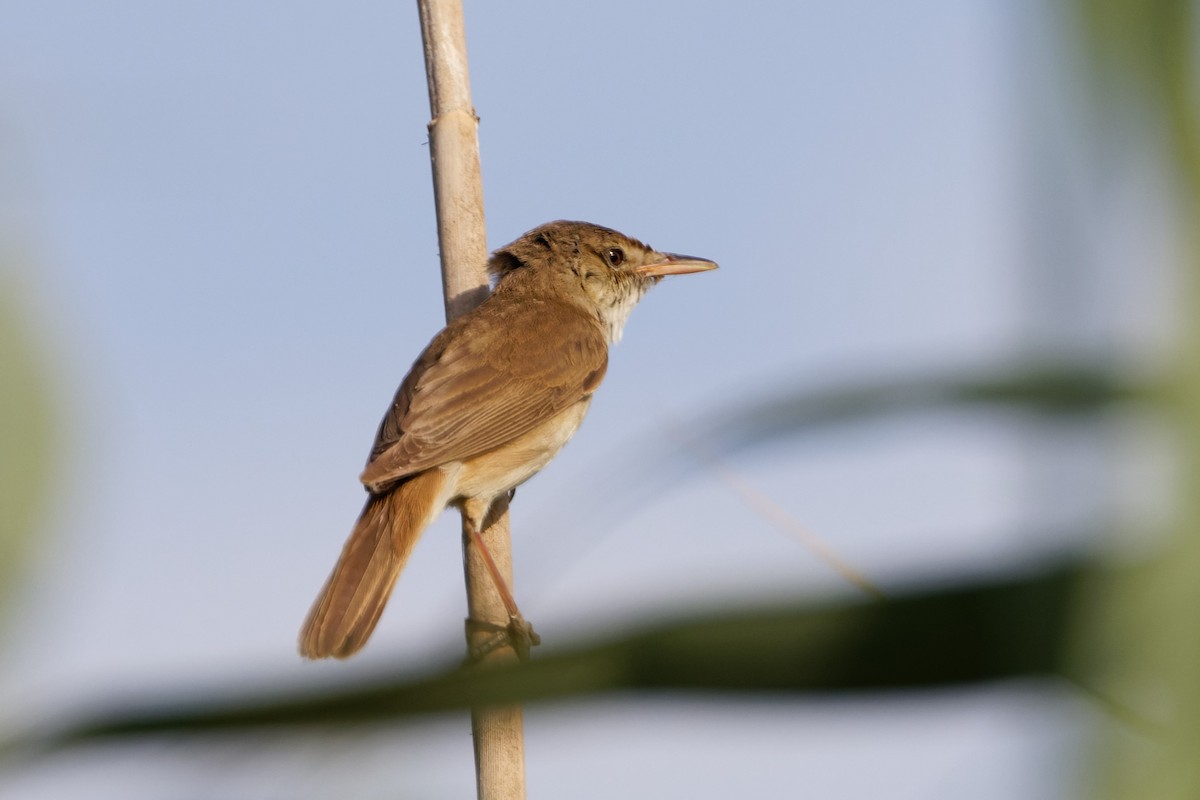 Common Reed Warbler - ML619279820