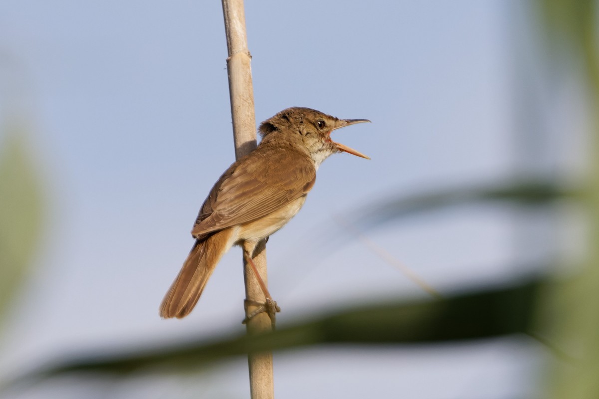Common Reed Warbler - ML619279823