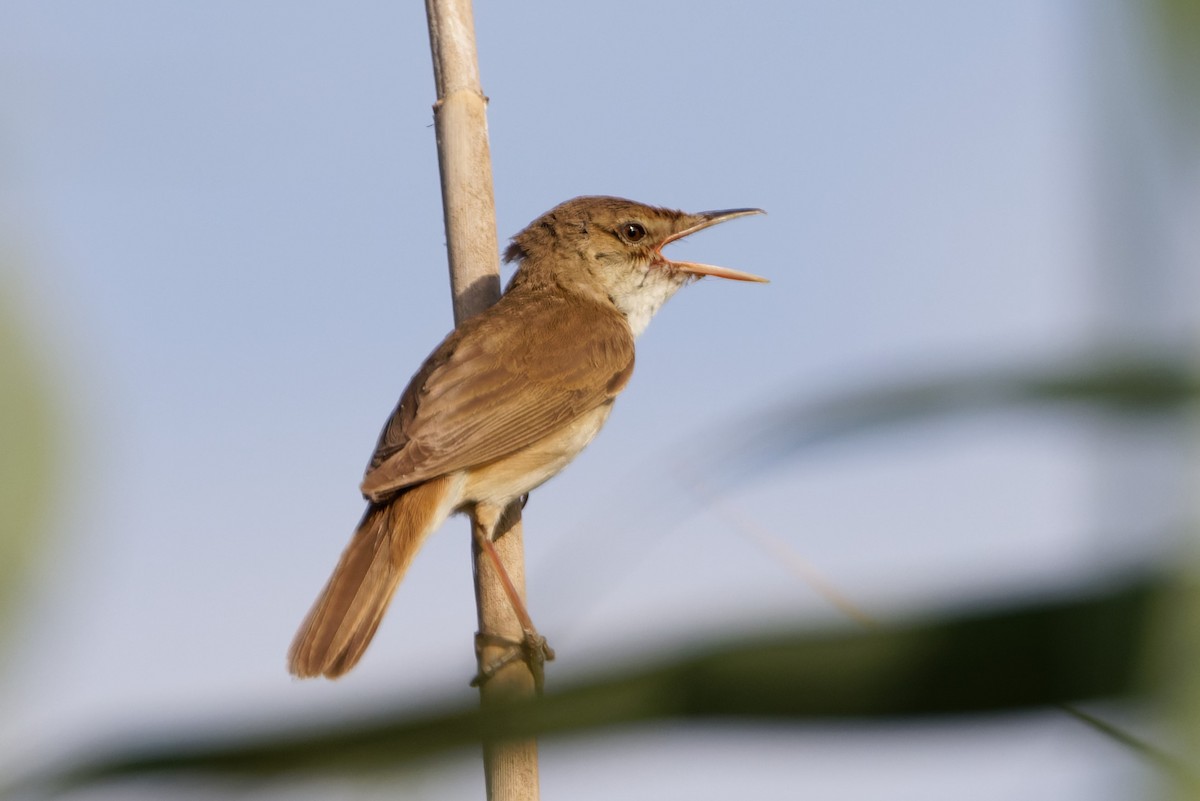 Common Reed Warbler - ML619279825
