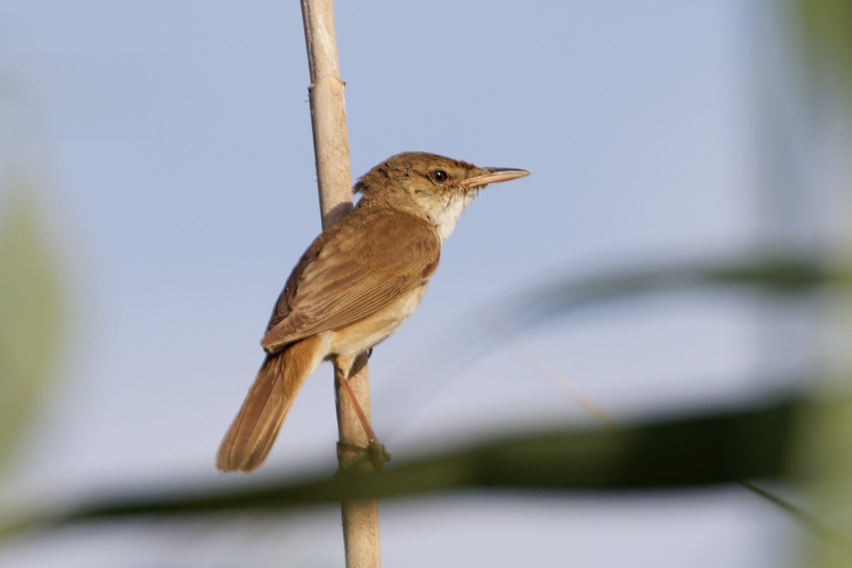 Common Reed Warbler - ML619279826