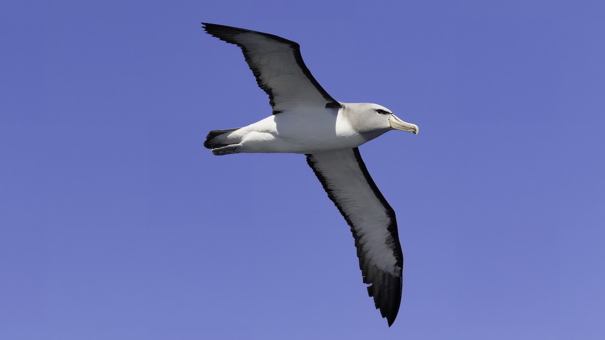albatros snarský - ML619279851
