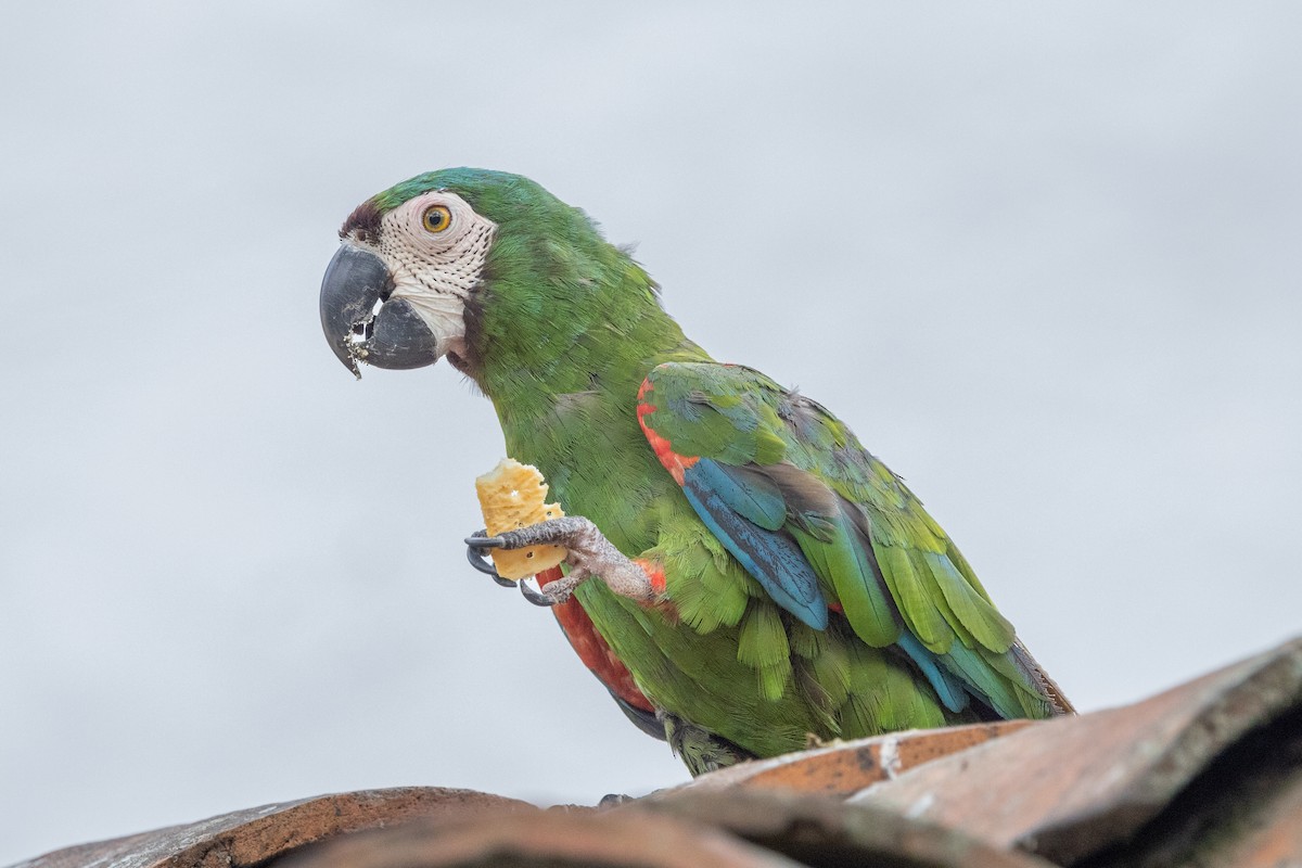 Chestnut-fronted Macaw - ML619279867