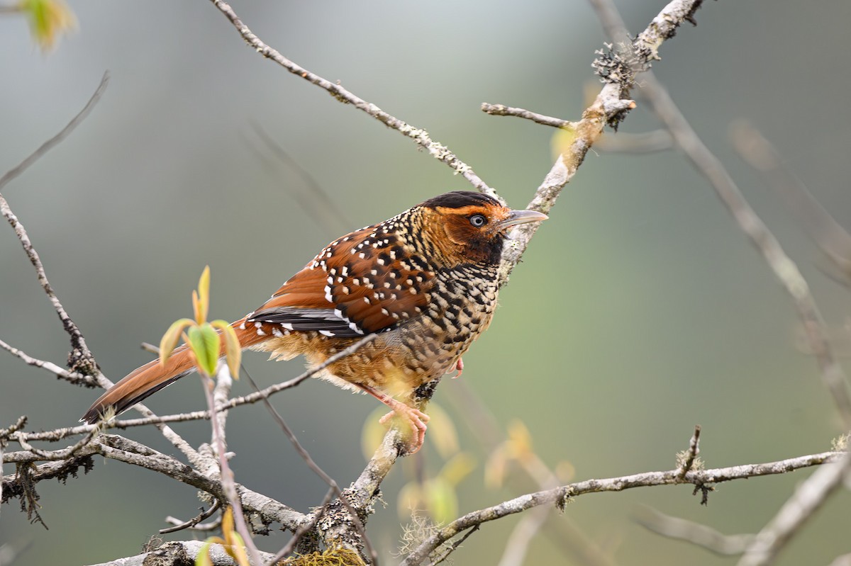 Spotted Laughingthrush - ML619279878