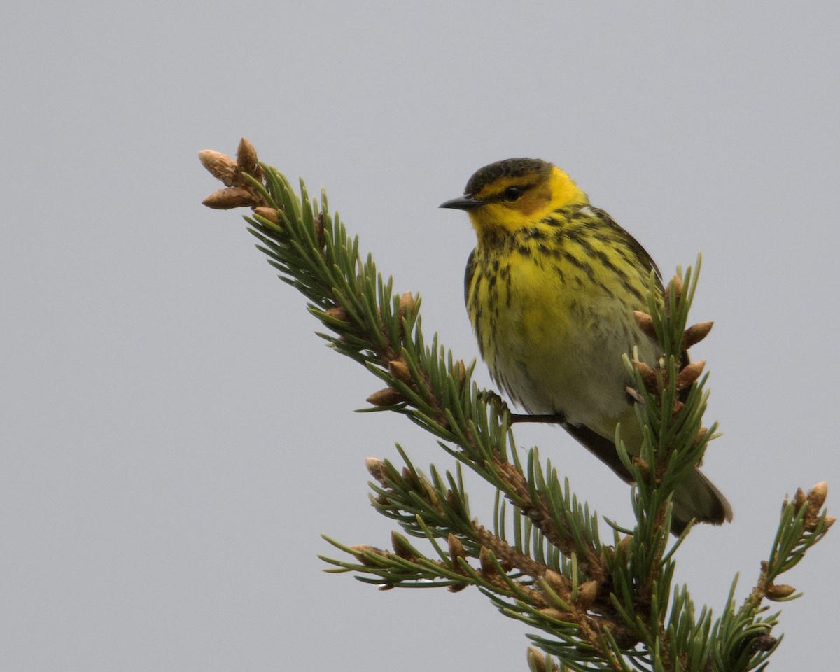 Cape May Warbler - ML619279905