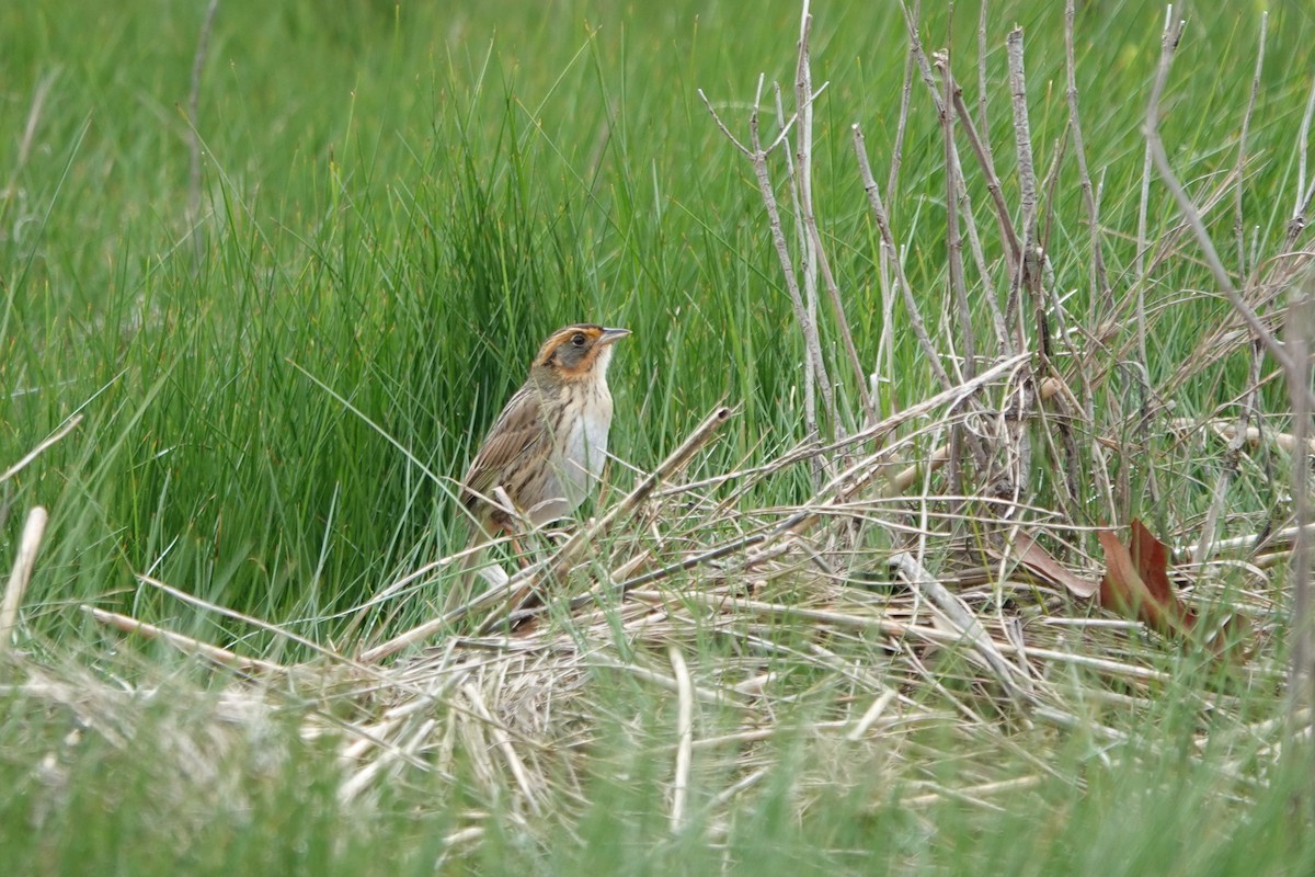 Saltmarsh Sparrow - ML619279918