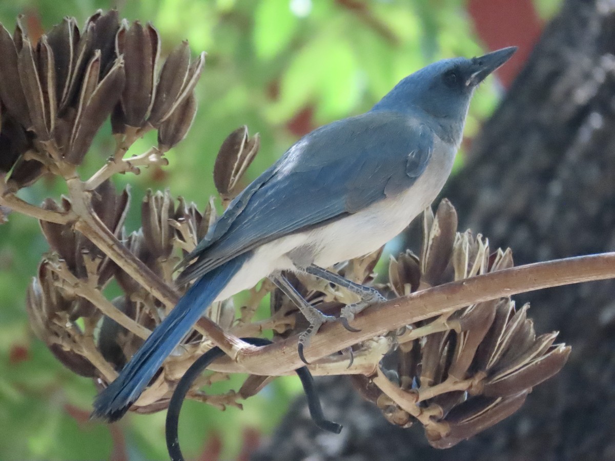Mexican Jay - ML619279928