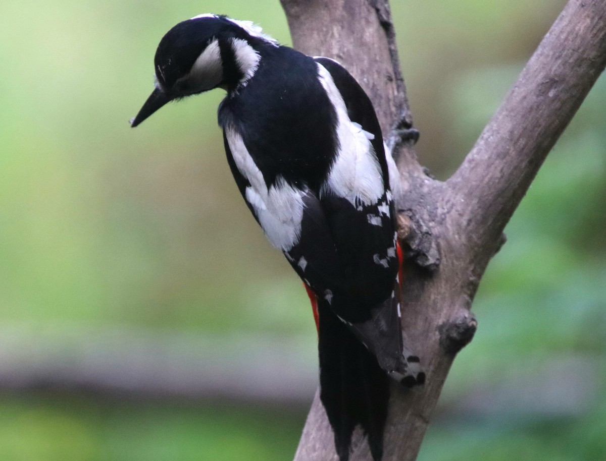 Great Spotted Woodpecker - ML619279956