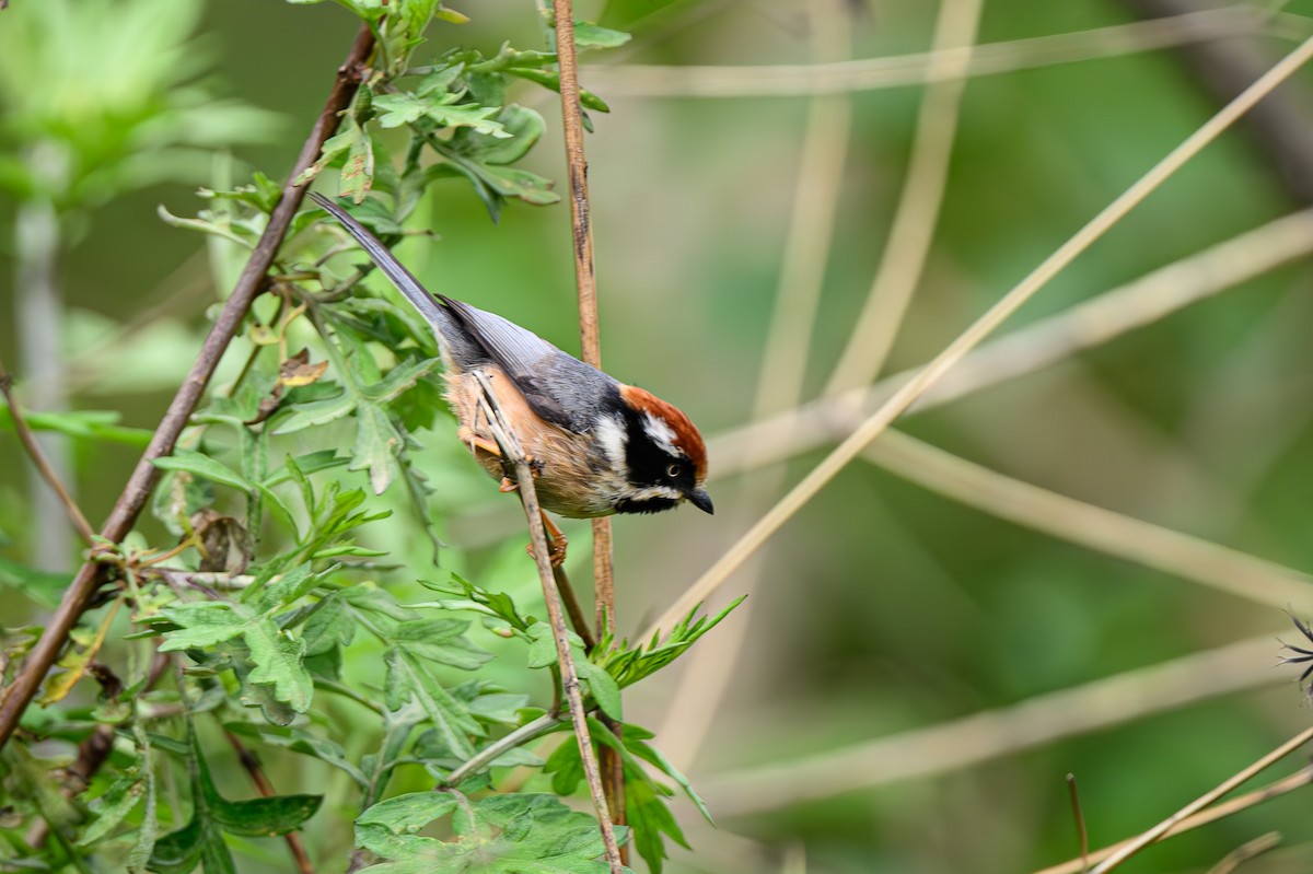 Black-browed Tit (Rufous-fronted) - ML619279991