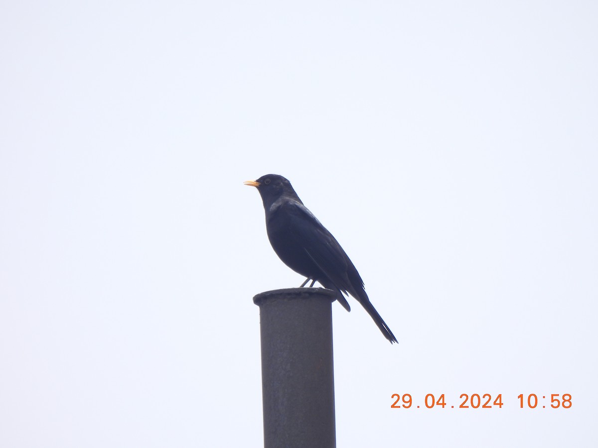 Tibetan Blackbird - ML619280053
