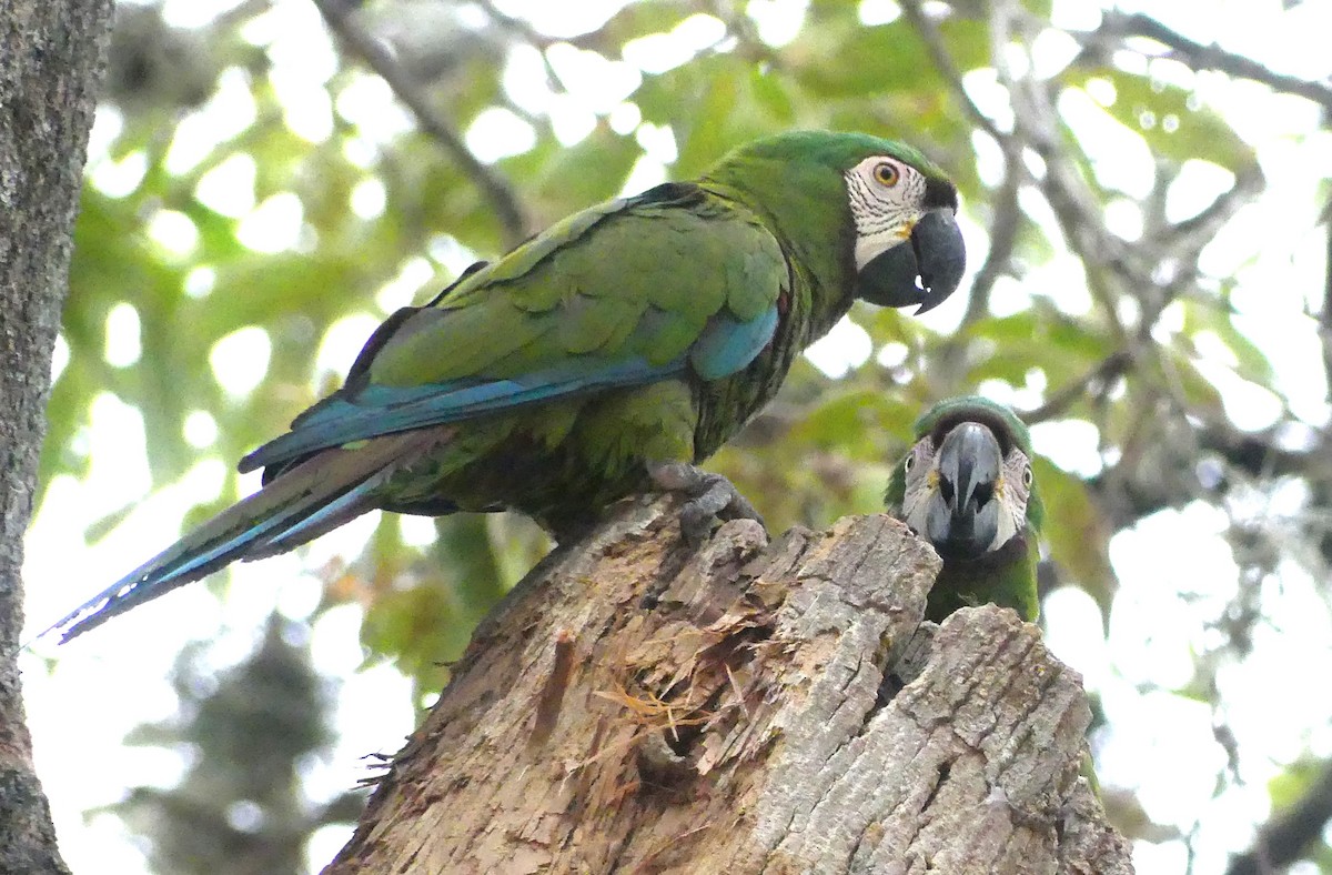 Chestnut-fronted Macaw - ML619280081