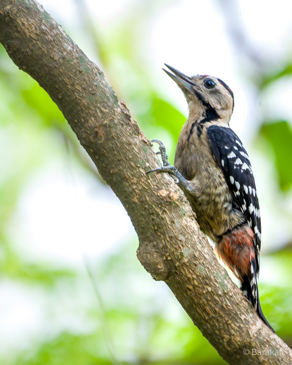 Fulvous-breasted Woodpecker - ML619280095
