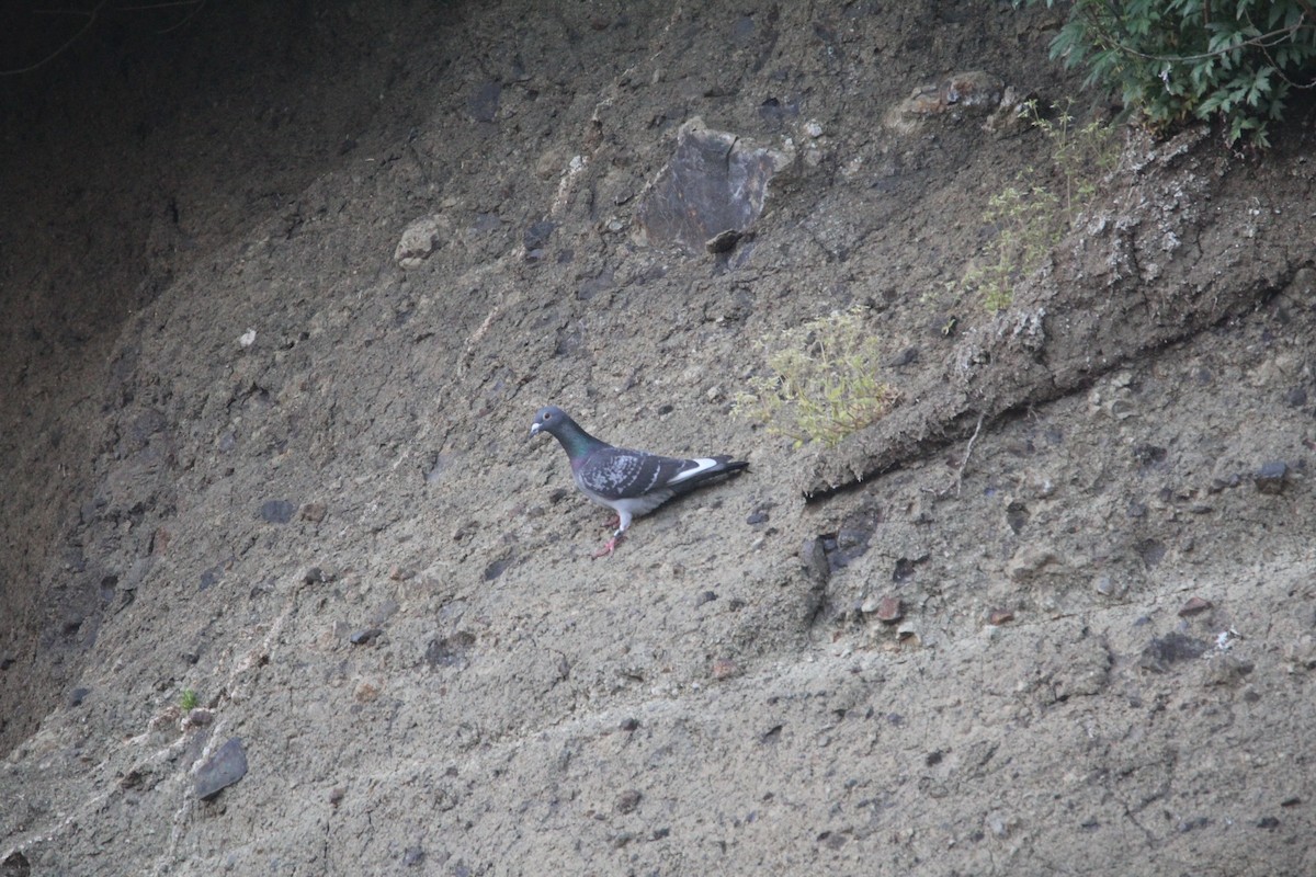 Rock Pigeon (Feral Pigeon) - ML619280099
