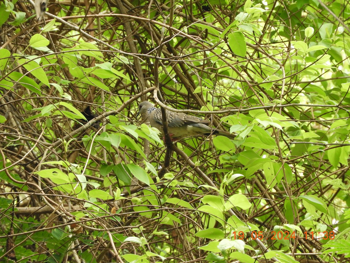 珠頸斑鳩 - ML619280124
