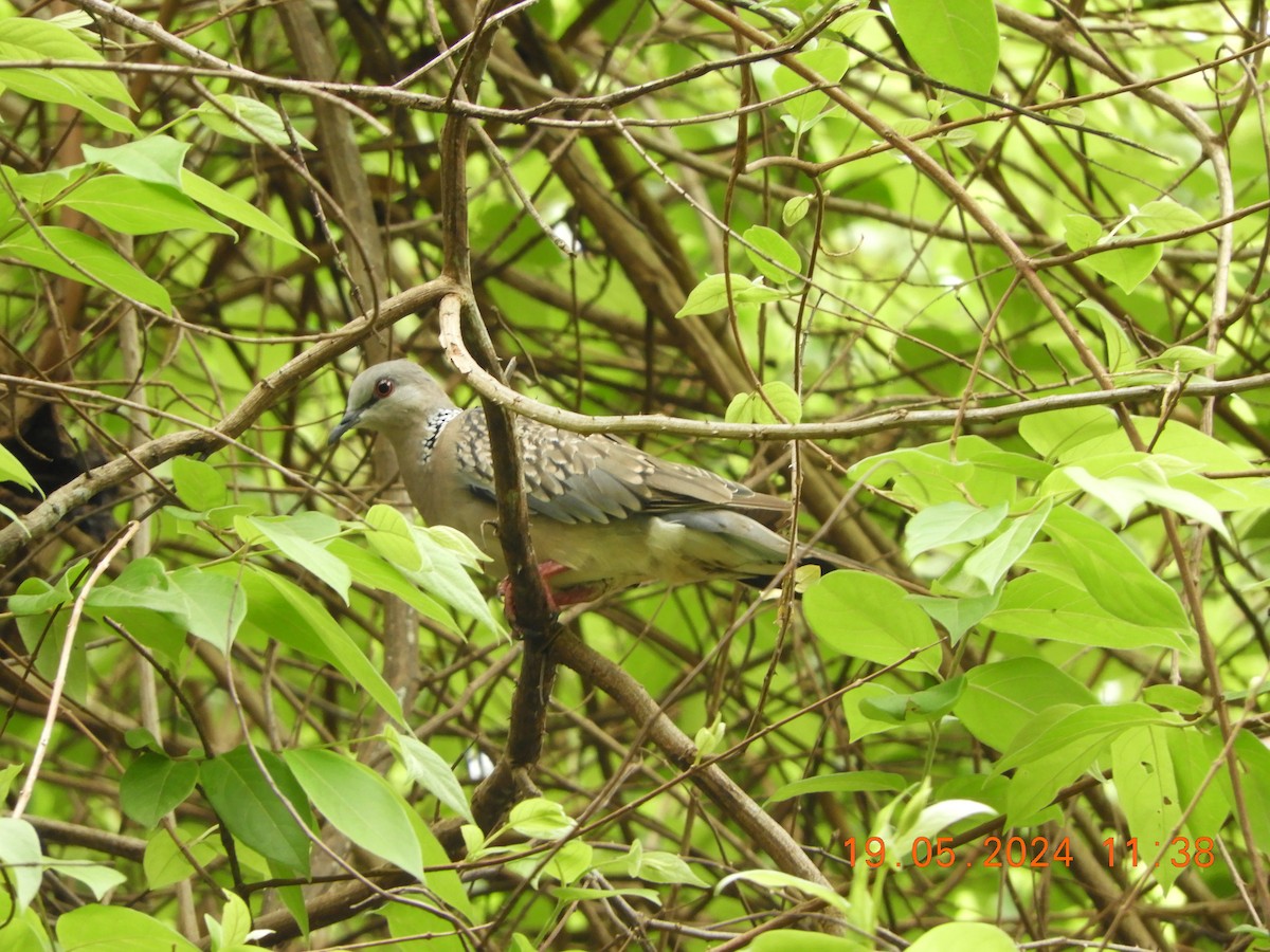 Spotted Dove - ML619280126