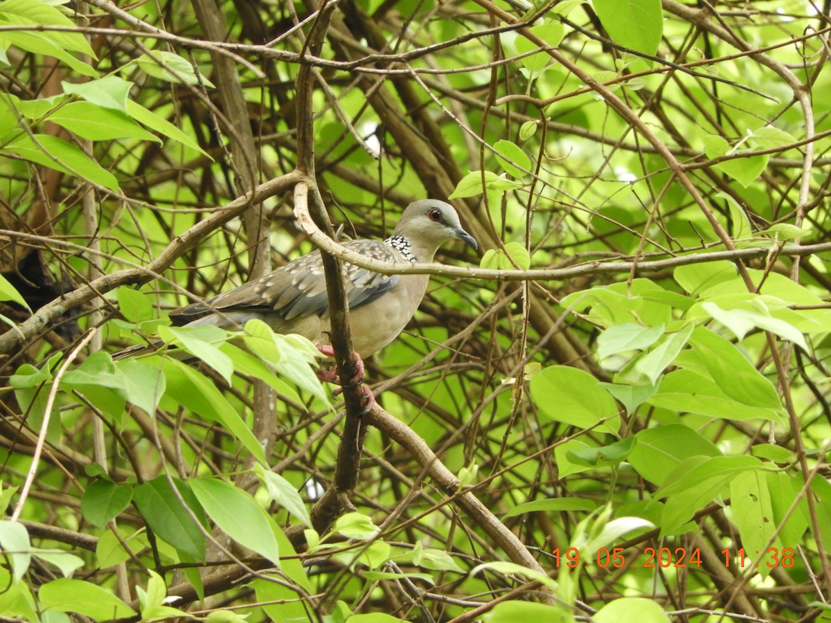 Spotted Dove - ML619280127