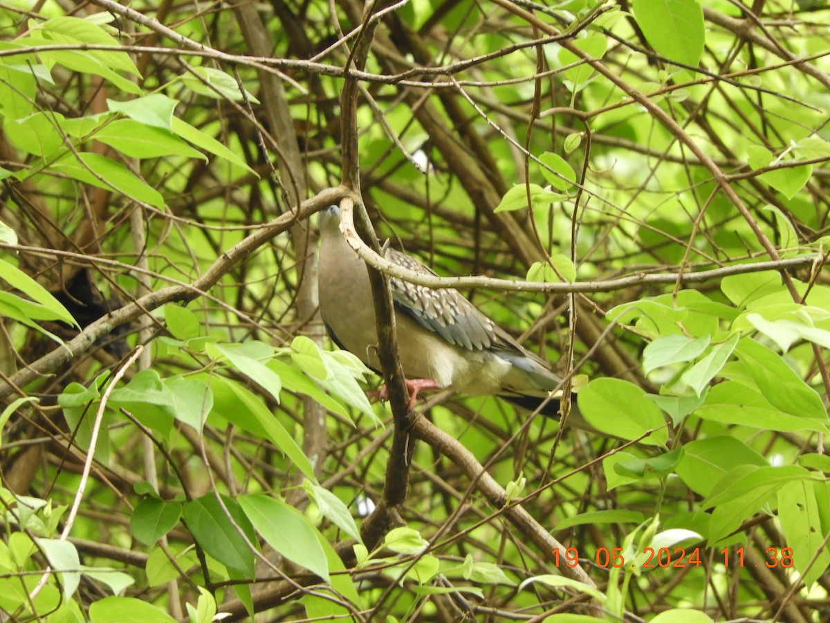 Spotted Dove - ML619280128