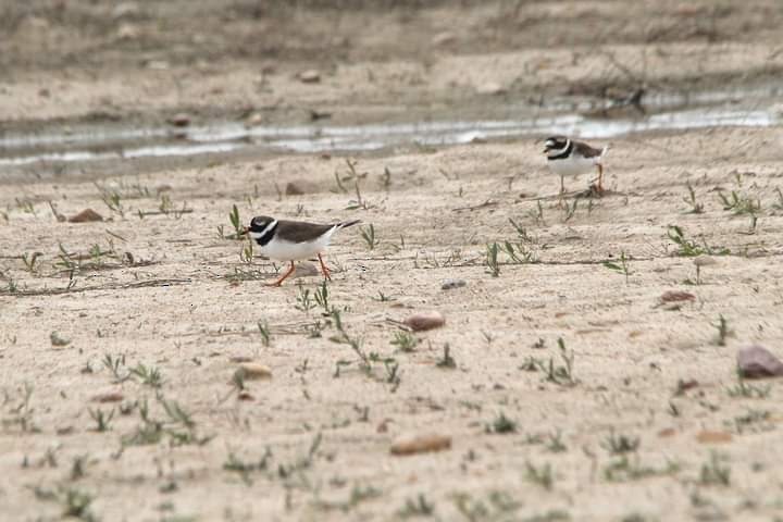 Common Ringed Plover - ML619280182