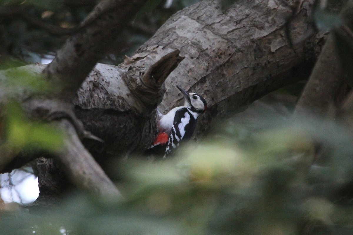 Great Spotted Woodpecker - ML619280245