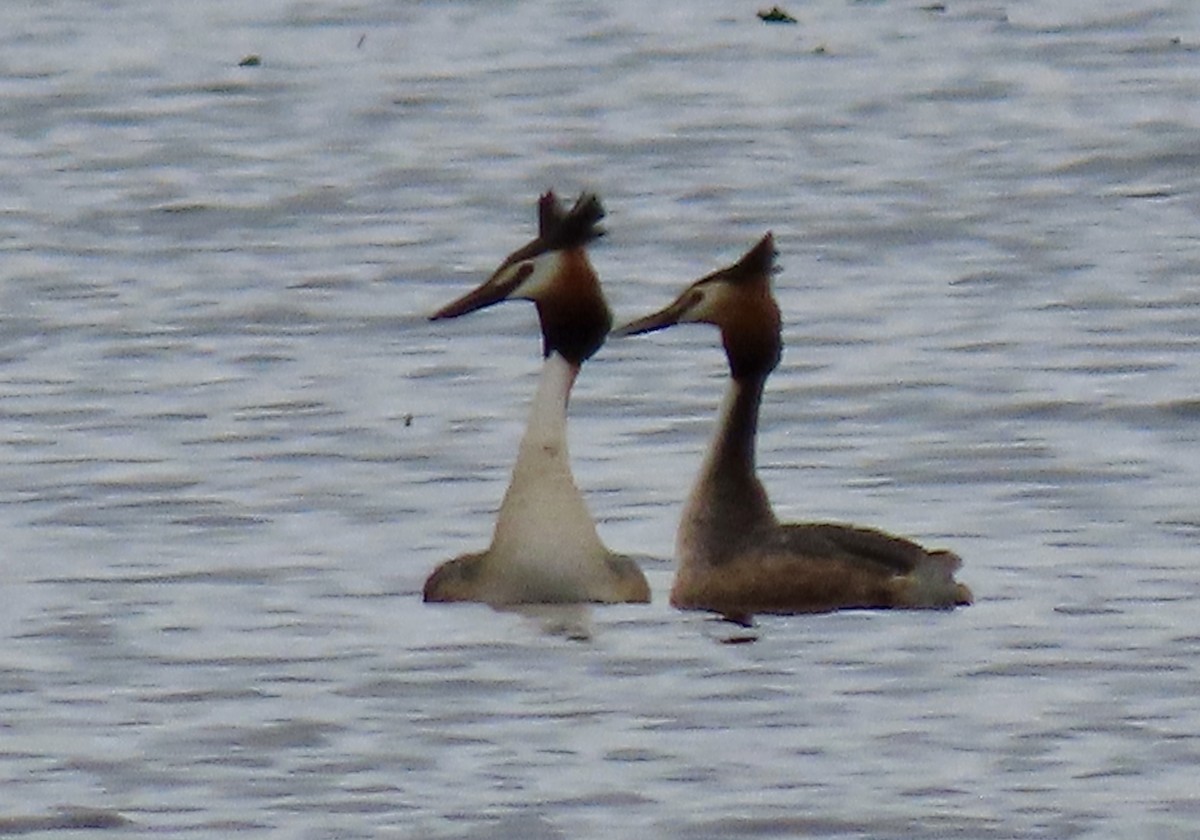 Great Crested Grebe - ML619280283