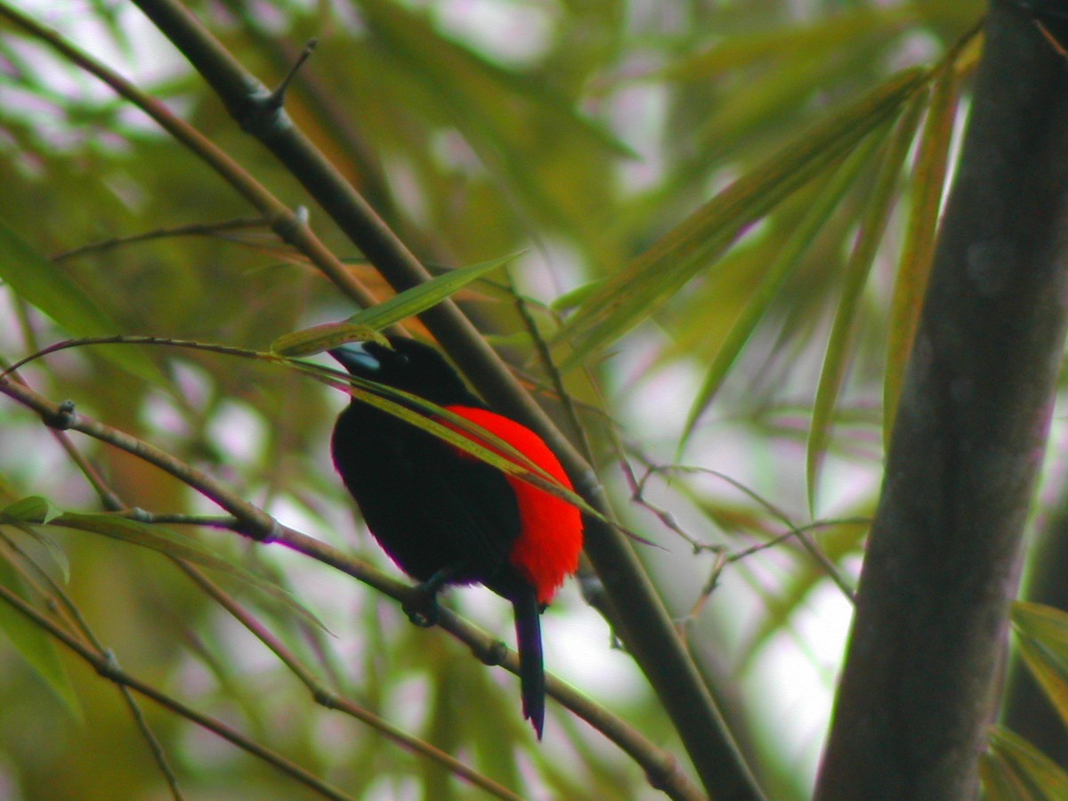Scarlet-rumped Tanager - ML619280350