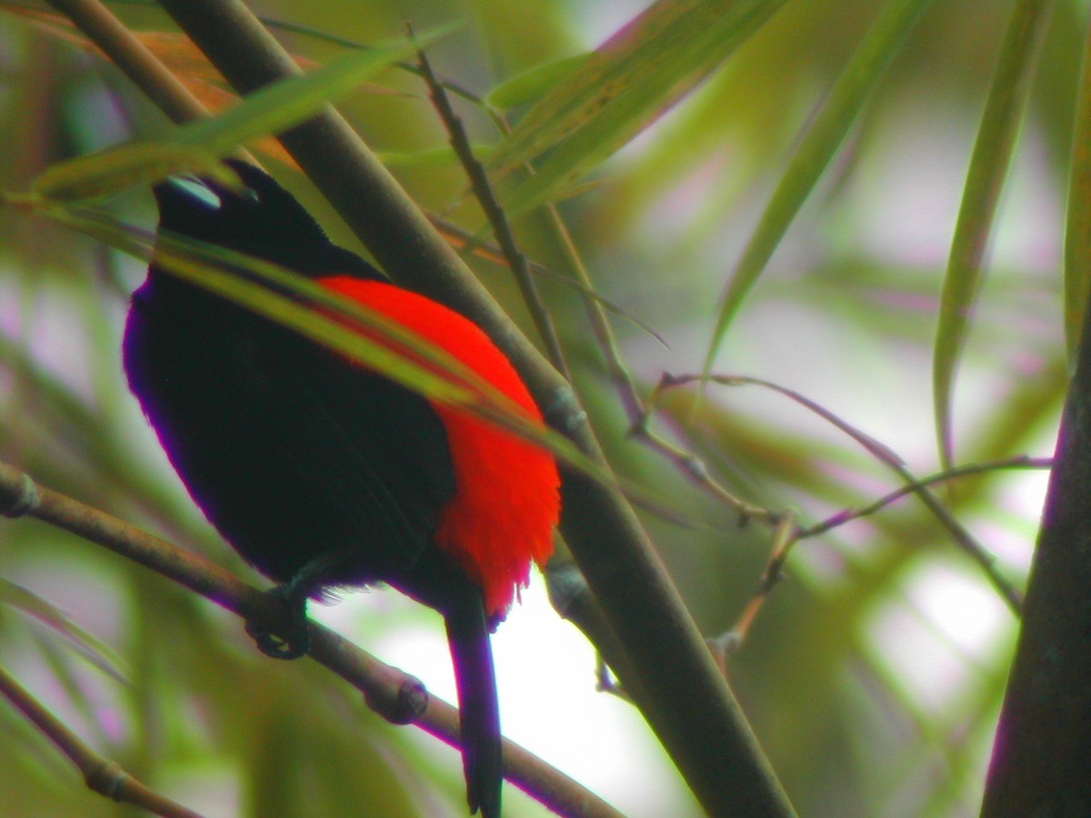 Scarlet-rumped Tanager - ML619280351