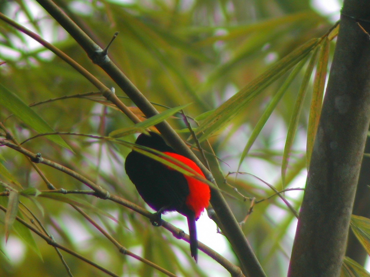 Scarlet-rumped Tanager - ML619280352