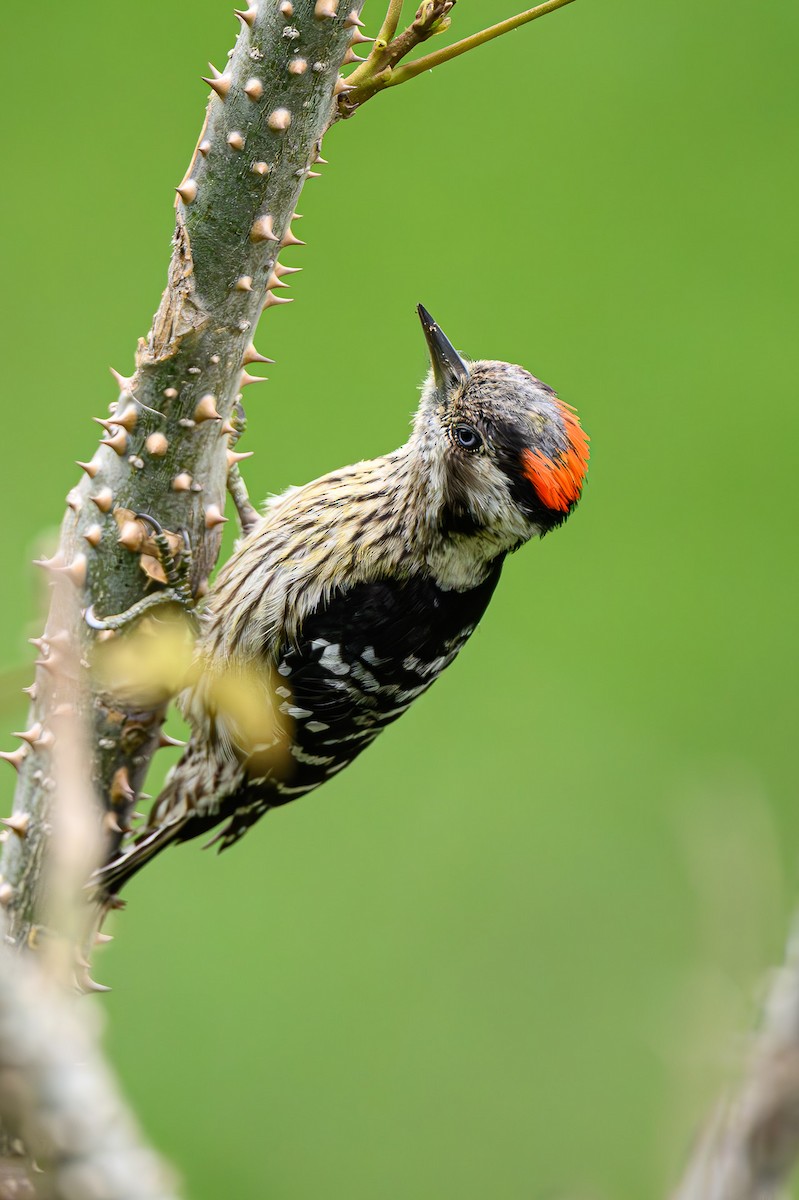 Gray-capped Pygmy Woodpecker - ML619280399