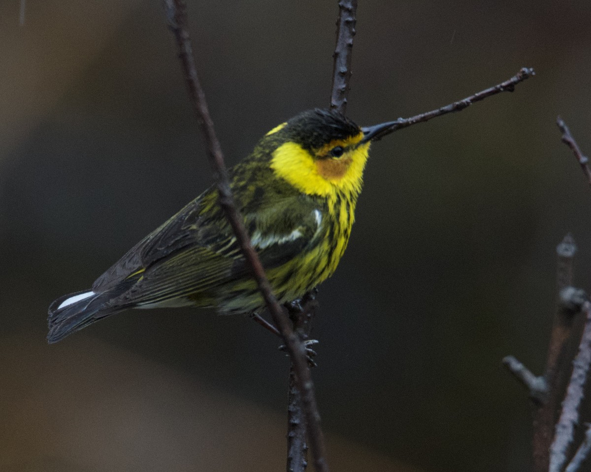 Cape May Warbler - ML619280416