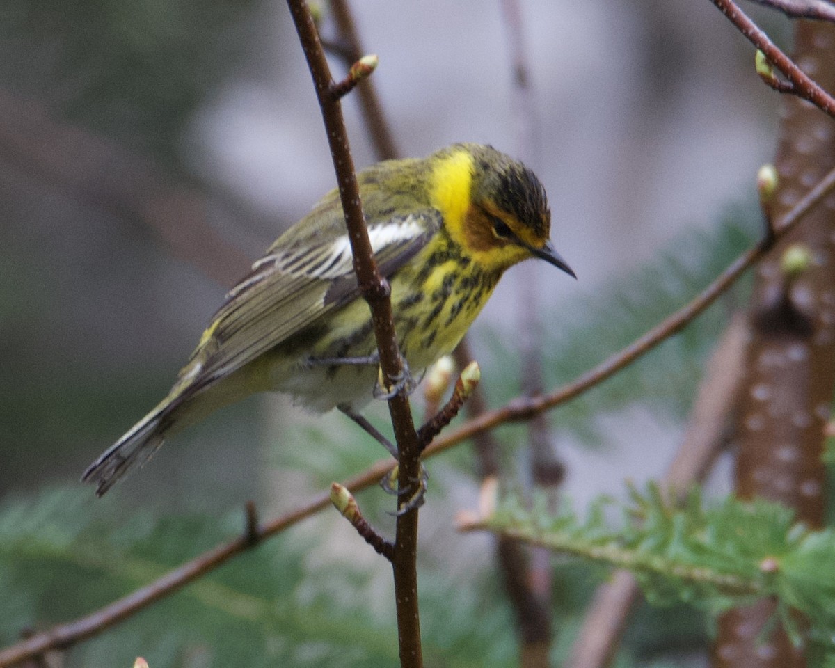 Cape May Warbler - ML619280420