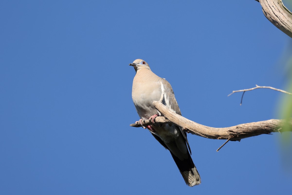 White-winged Dove - ML619280430