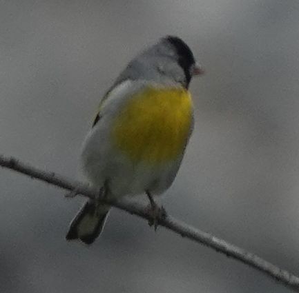 Lawrence's Goldfinch - ML619280435