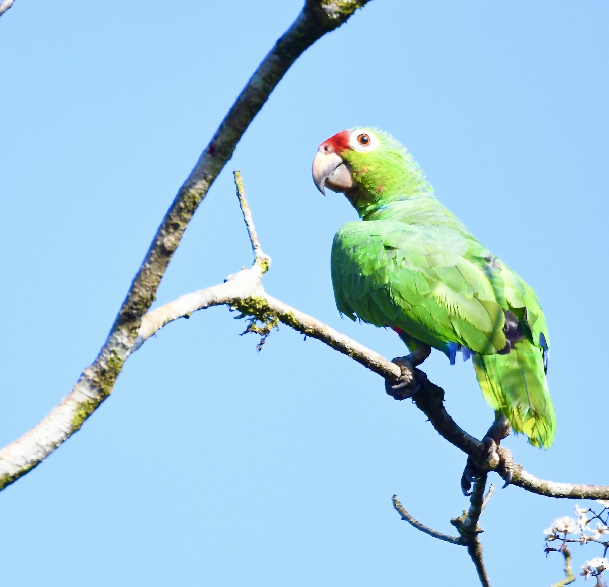 Red-lored Parrot - ML619280456