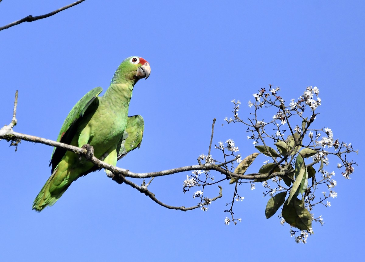 Red-lored Parrot - ML619280458
