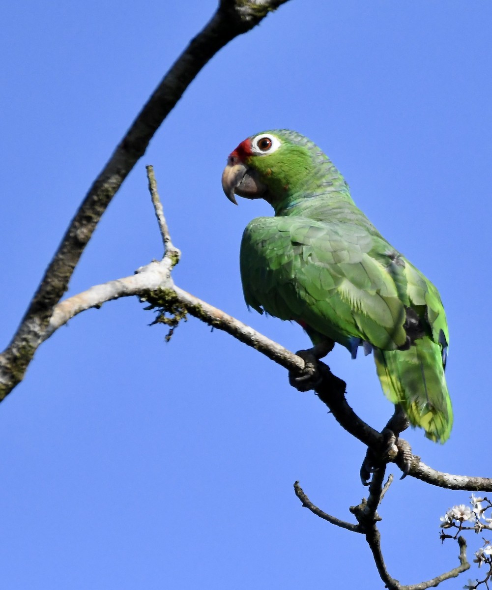 Red-lored Parrot - ML619280460