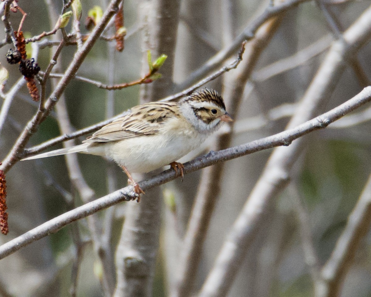 Clay-colored Sparrow - ML619280505