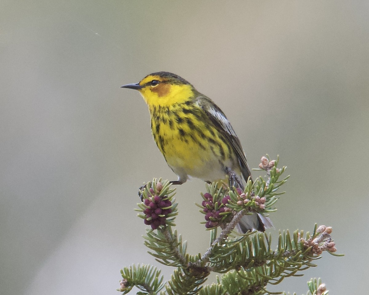 Cape May Warbler - ML619280516