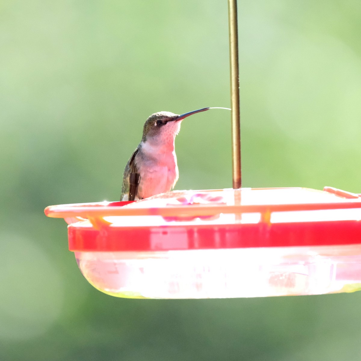 Ruby-throated Hummingbird - ML619280538